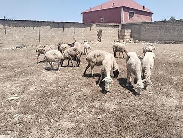 tibet tea: Salam tam saglam 13 bas heyvandir isdeyen elaqe saxlasin — 1