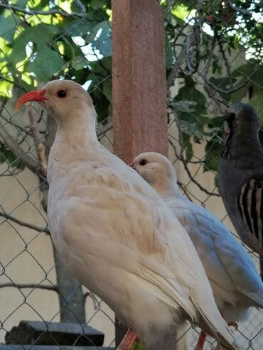 quş qəfəs: Məhsul: Qırmızı dimdikli daraqlı kəkliklər (chukar) – standart — 2