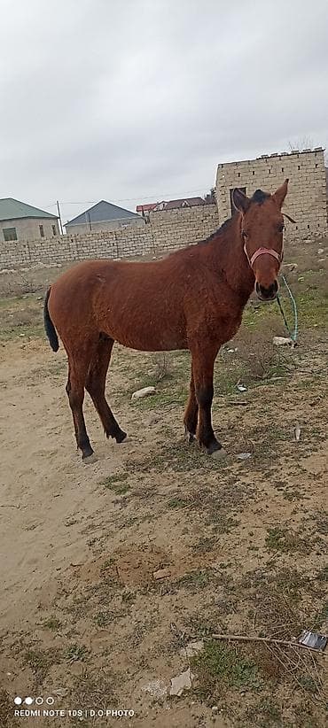 akita amerika: Salam bu at 10gündü itib 3-4 gün əvvəl şüvəlan ərazisində görülüb — 2