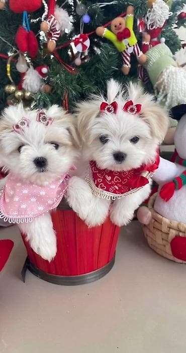 Malta bolonka, 2 ay, Ünvandan götürmə