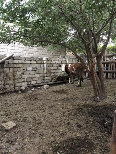 simmental inək cinsi: Dişi, Simental, il: 1, Südlük — 5