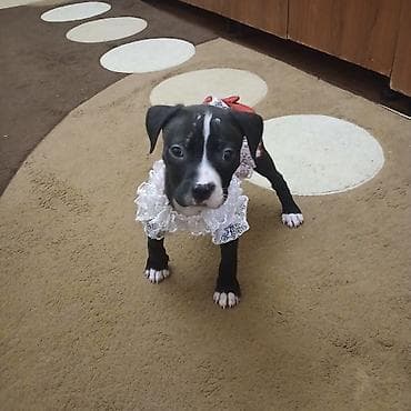 ağ it: Staffordşir bulterier, Dişi — 3