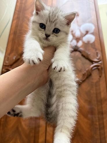 pişik blender: Britan, Dişi, Yaxşı əllərə, Ünvandan götürmə — 2