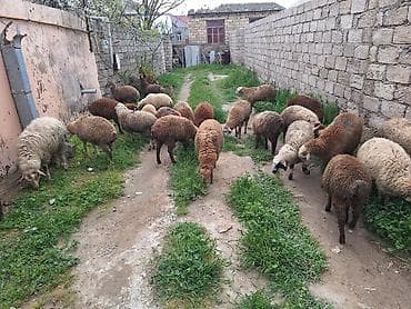 ag qulaq inek cinsi: Qoyun sürüsü – qarışıq rənglərdə yerli cinslər - Təklif: Şəkildə — 2