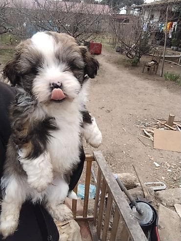 boo itleri: Shi-tsu, Peyvəndli — 1