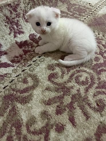 pişik cutlesdirmek: Şotland yastı qulaq, Yaxşı əllərə — 4