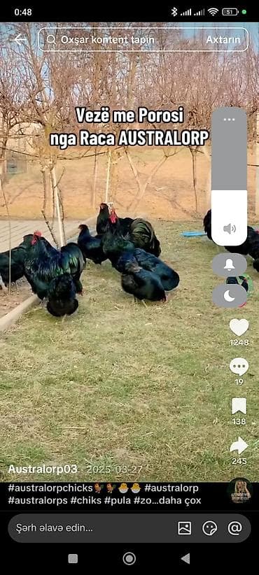 toyuq yumurtlayan: Məhsul: Təmiz cins toyuq/horoz yumurtaları – qara lələklı — 3