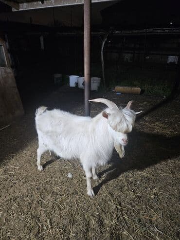 Erkək, Zanen, il: 1, 65 kq, Damazlıq, Ünvandan götürmə