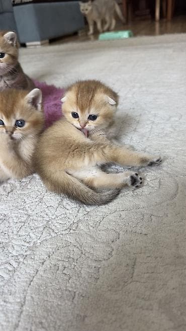 pişik qiymətləri: Britan, Dişi, Cütləşmə üçün, Pulsuz çatdırılma — 7