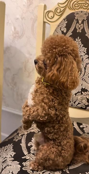 Пудель, С прививками