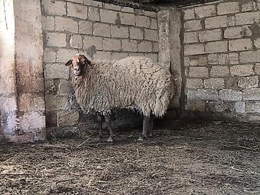 hinduşka əti: Damazli qoc bir yas yarimliq — 5