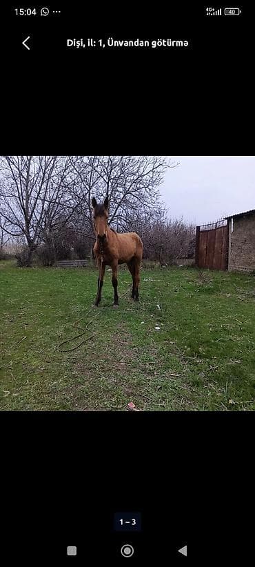 Dişi, il: 1 lalafo.az -da Dişi, il: 1