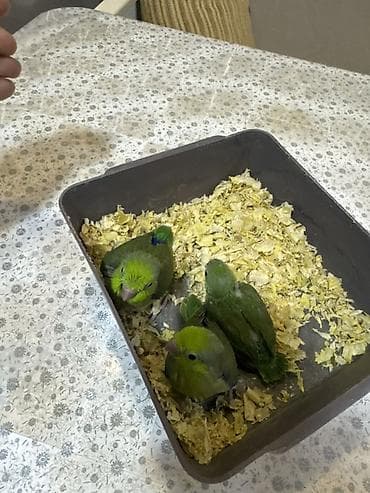 Akvariumlar: Forpus papuqayı balaları var 1 aylığdılar 1 ədədi 100 manat qiymət — 2