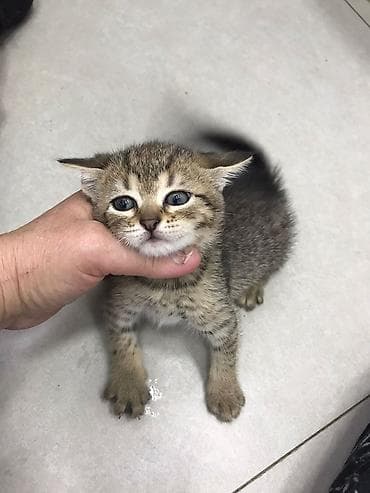 bala pişik ucuz: Ev pişiyi balası – təkbənəkli/təkir naxışlı - Cins: yerli ev pişiyi — 7