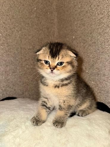 şotlant pişiy: Qızıl şinşilla, Dişi, Yaxşı əllərə, Ünvandan götürmə — 2
