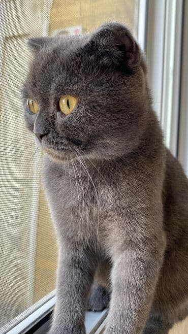 Akvariumlar: Şotland yastı qulaq — 1