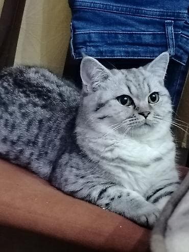 cütleşdirmek: Şinşilla, Ünvandan götürmə — 4