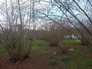 torpax: Tikinti — 9