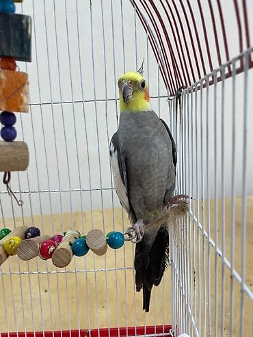 Korella tutuquşuları. Cüt (erkək dişi). Qəfəslə birlikdə veriləcək — 3