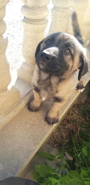 balaca it ucuz: Zvanok balası satılır. - Yaş: 3 aylıq - Cinsiyyət: erkək - — 2