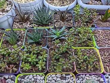 günəbaxan yağı qiyməti: Sukkulentlər. Sağlam və dözümlü bitkilərdi. Uzun müddət susuz qala — 3