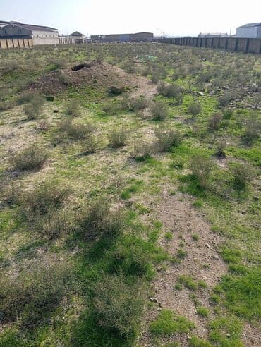 купить квартиру в баку новостройка: 37 соток, Для сельского хозяйства, Купчая — 5