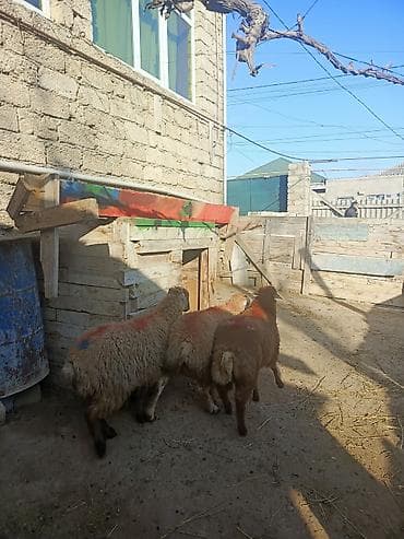 Птицы: Özüm baxıb kökəldmisem kokduler sağlamdilar erkekdiler qurbanliğa — 1