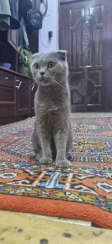 Şotland yastı qulaq lalafo.az -da Şotland yastı qulaq