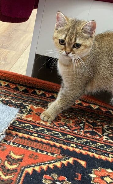 şinsilla: Qızıl şinşilla, Erkək, Yaxşı əllərə, Ünvandan götürmə, Ödənişli çatdırılma — 1