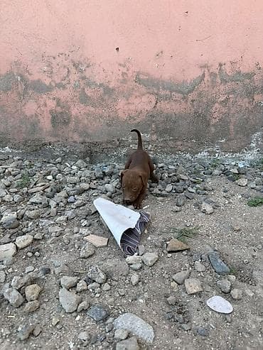 pitbul balası: Pitbul, 1 ay — 8