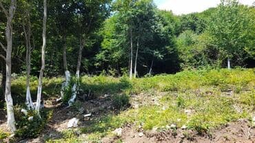 qalada xasaxunada ev torpaq: 65 sot, Kənd təsərrüfatı, Mülkiyyətçi, Bələdiyyə — 3