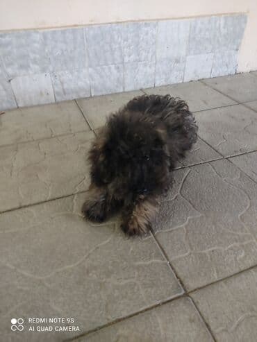 qurdbasar itleri: Pudel — 6