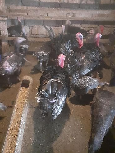 tovuz qusu satilir: Amerika Bronzo.Təmiz qan .Super ətlik və damazlıq cinsdir.Mayalı və — 4