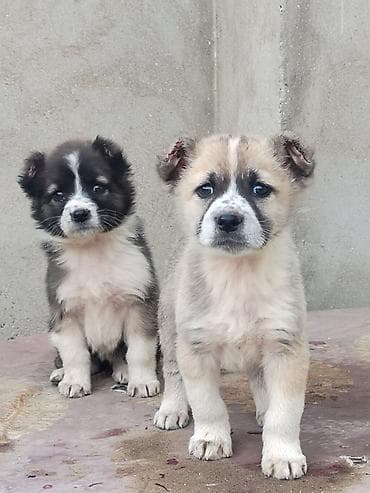 Qurdbasar, Erkek, Peyvəndli lalafo.az -da Qurdbasar, Erkek, Peyvəndli