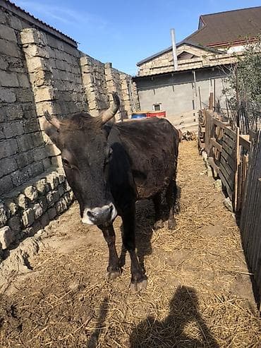 Salam. İnək 4-5 qarıdı.Yelinin bir bala üçündü digər 3 yelidə 9 l süd