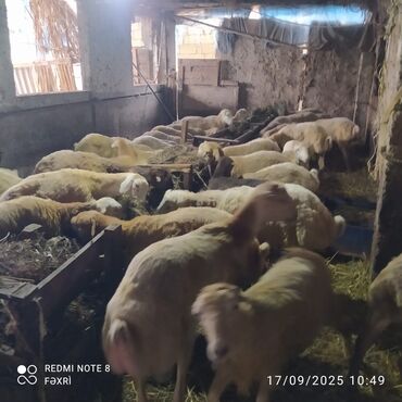 quzu qarni qiymeti: Əmlik quzular diri çəki 10 manat. Böyük quzular 9 manatdan — 4