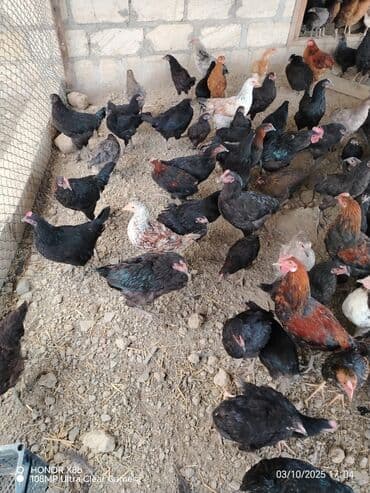 heyvan bazari inekler: Курица, Для разведения — 5