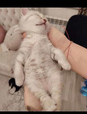 Heyvanlar üçün mallar: Erkək, Dişi, Yaxşı əllərə, Ünvandan götürmə, Pulsuz çatdırılma, Ödənişli çatdırılma — 4