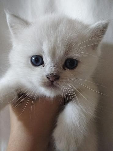 heyvanlar: Britan — 2