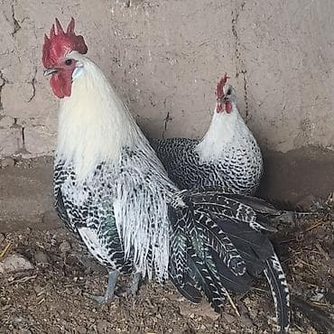 heyvan yemlərinin satışı: Brekell. 1 Cüt. Sağlam Cavan Heyvanlardı. Qiymət Söhbəti Etməsin heç — 1