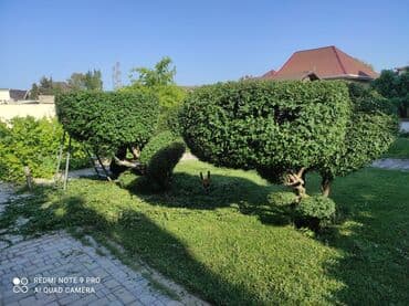 ağ dırnaq modelleri: Landşaft dizayin ummi abadliq qazon agaclar gul ciceklerlə bağlarin — 17