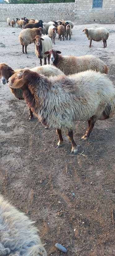 qurbanlıq qoyun: Erkək, Qala, il: 2, Damazlıq, Ünvandan götürmə — 1