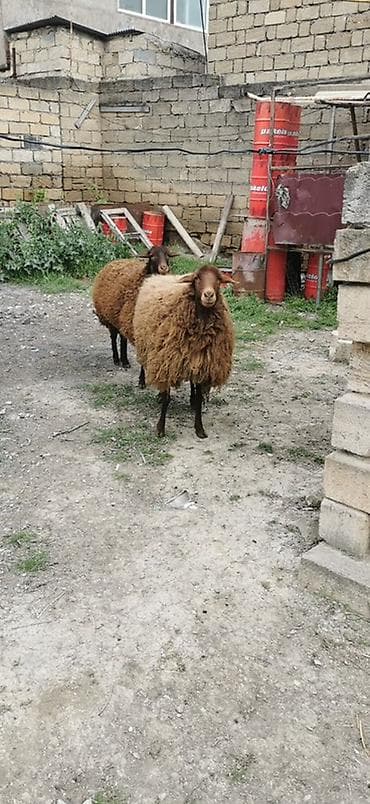 afcarka balasi erkey: Qoyunlar – yerli cins, qəhvəyi rəngli - Say: 2 baş 2 dişi Qala — 2