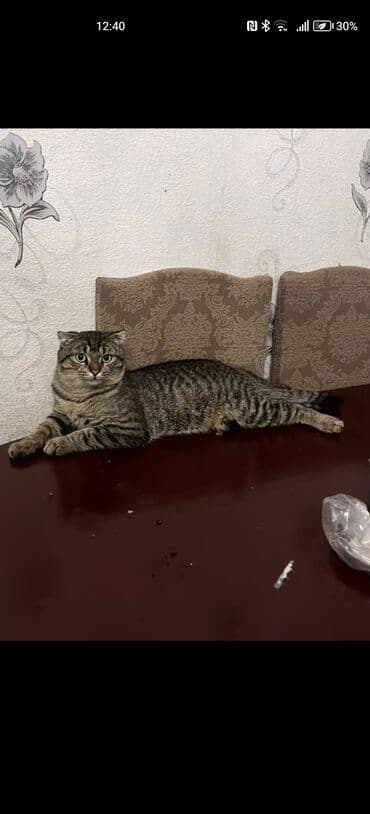 van pişiyi qiymeti: Şotland yastı qulaq, Erkək — 4