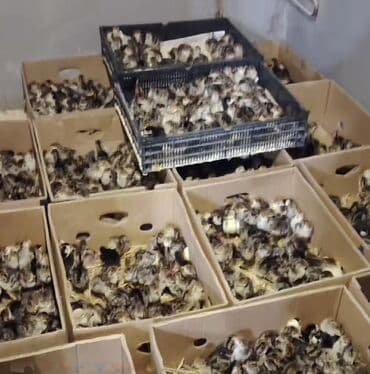 sabunçu toyuq bazarı: Erkək, Amerika, Ətlik, Ünvandan götürmə — 2