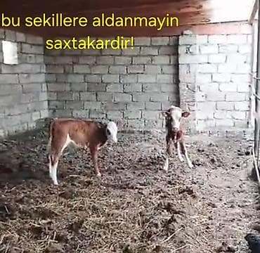 Mal-qara: Məhsul: Dana balaları (qara-ağ və qırmızı-ağ rəngli) Təsvir: - — 3
