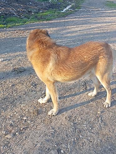 it şekilleri: Alabay, 2 il, Erkek, Peyvəndli, Ünvandan götürmə — 8