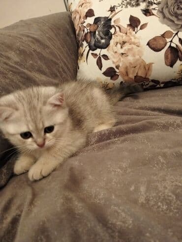 pişik şekilleri: Şotland, Erkək, Dişi, Yaxşı əllərə, Pulsuz çatdırılma, Ödənişli çatdırılma — 21