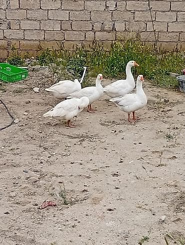 korella qus: Satılır hamısı bir yerdə — 1