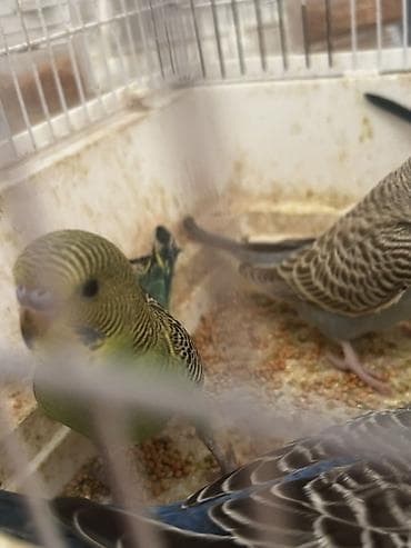 danışan quşlar: Adi papuqaylar 12 çexlə qarışıqlar 14dən satılır fərqli rənglər var — 4
